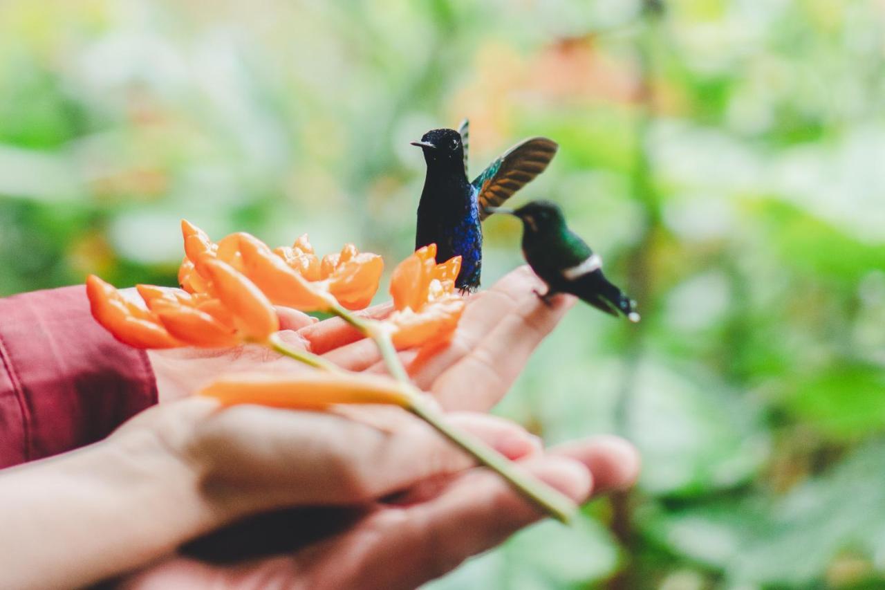 Piripe Wellness Lodge Pacto Ngoại thất bức ảnh
